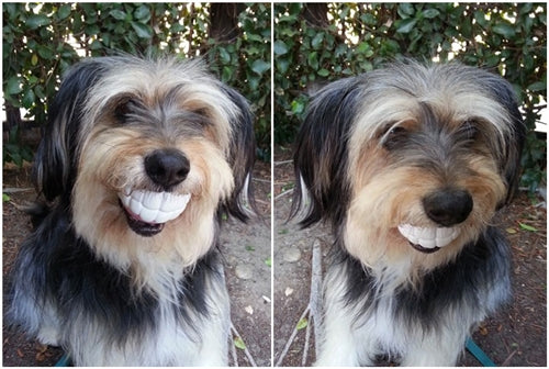 Winey Bitches Co Humunga Chomp