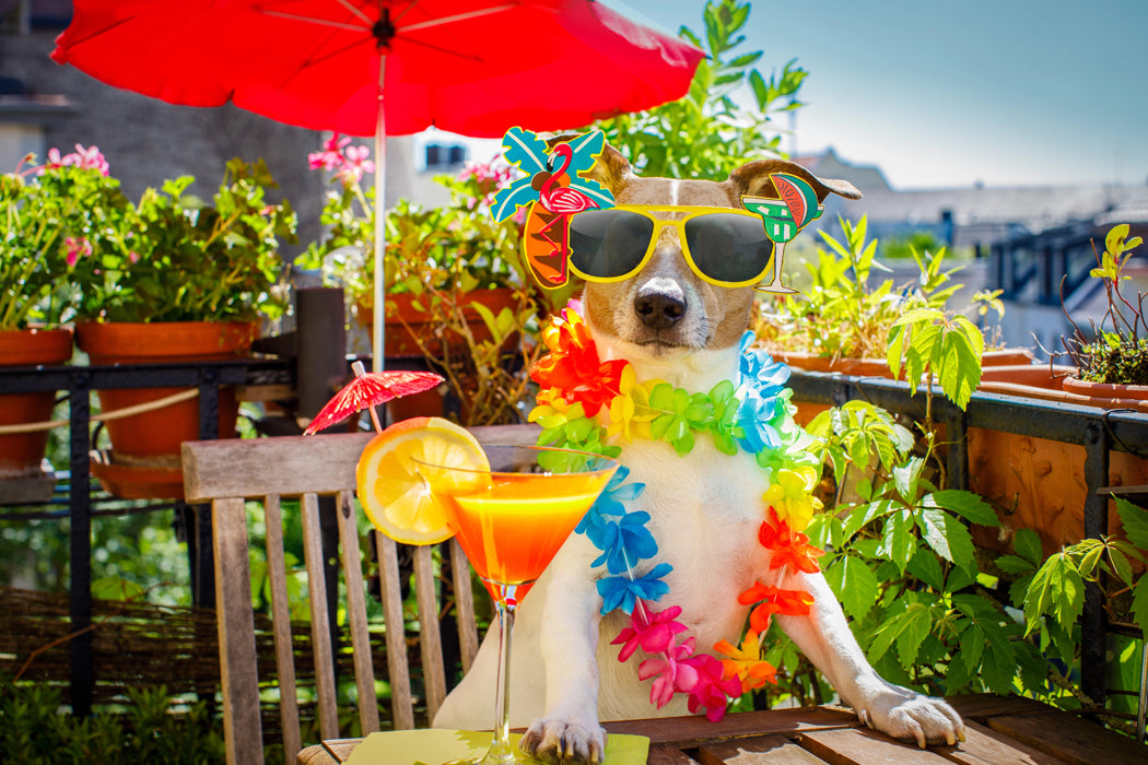 WB Festive Dog with martini at table