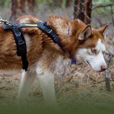 Winey Bitches Co Urban Trail Adjustable Harness