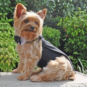 Black Dog Harness Tuxedo w/Tails, Bow Tie, and Cotton Collar - Winey Bitches - Wine- Women- K9's