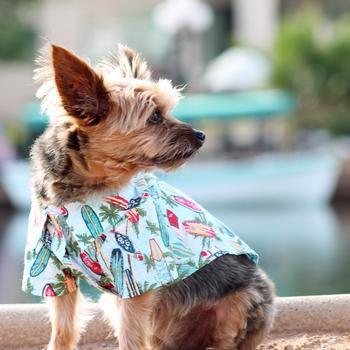 Doggie Hawaiian Camp Shirt - Surfboards and Palms - Winey Bitches - Wine- Women- K9's
