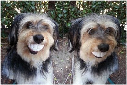 Winey Bitches Co Humunga Chomp