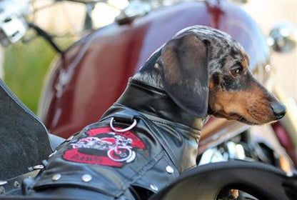 Pet Accessories Winey Bitches Biker Dawg Motorcycle Jacket - Black WineyBitchesCo